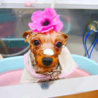 【池下店】2019年12月8日のワンちゃん達♪