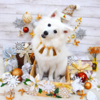 【池下店】2019年12月9日のワンちゃん達♪