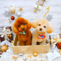 【池下店】2019年12月12日のワンちゃん達♪