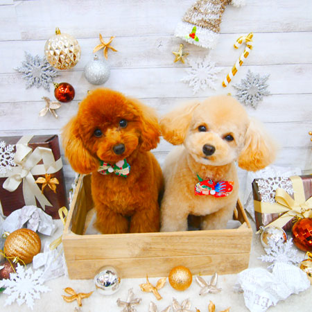 【池下店】2019年12月12日のワンちゃん達♪