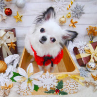 【池下店】2019年12月13日のワンちゃん達♪