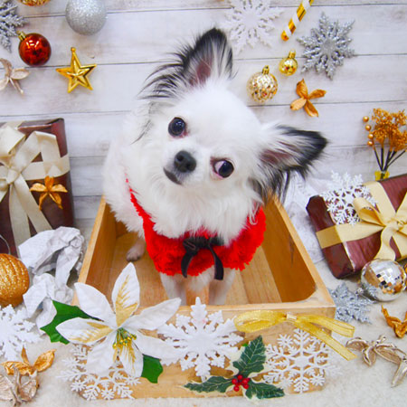 【池下店】2019年12月13日のワンちゃん達♪