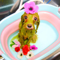 【池下店】2019年12月14日のワンちゃん達♪