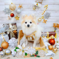 【池下店】2019年12月15日のワンちゃん達♪