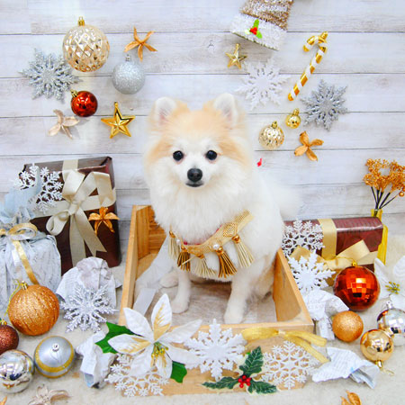 【池下店】2019年12月15日のワンちゃん達♪