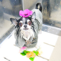 【池下店】2019年12月16日のワンちゃん達♪