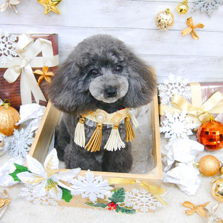 【池下店】2019年12月19日のワンちゃん達♪