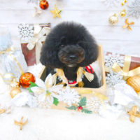 【池下店】2019年12月20日のワンちゃん達♪