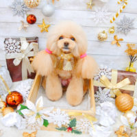 【池下店】2019年12月21日のワンちゃん達♪