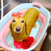 【池下店】2019年12月22日のワンちゃん達♪