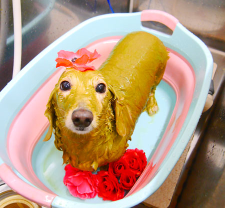 【池下店】2019年12月22日のワンちゃん達♪