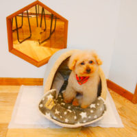 【池下店】2019年12月23日のワンちゃん達♪