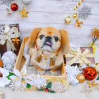 【池下店】2019年12月25日のワンちゃん達♪