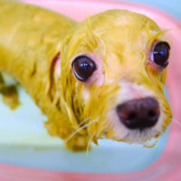 【池下店】2019年12月26日のワンちゃん達♪