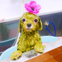 【池下店】2019年12月27日のワンちゃん達♪