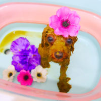 【池下店】2019年12月28日のワンちゃん達♪