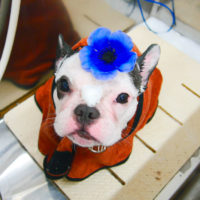 【池下店】2019年12月29日のワンちゃん達♪