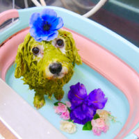 【池下店】2019年12月30日のワンちゃん達♪