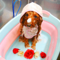 【池下店】2019年1月9日のワンちゃん達♪