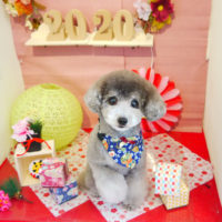 【本店】2020年1月9日のワンちゃん達♪