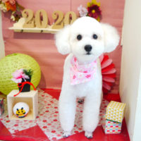 【本店】2019年01月10日のワンちゃん達♪