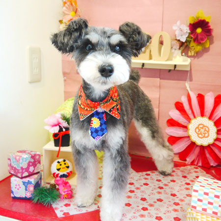 【本店】2019年01月11日のワンちゃん達♪