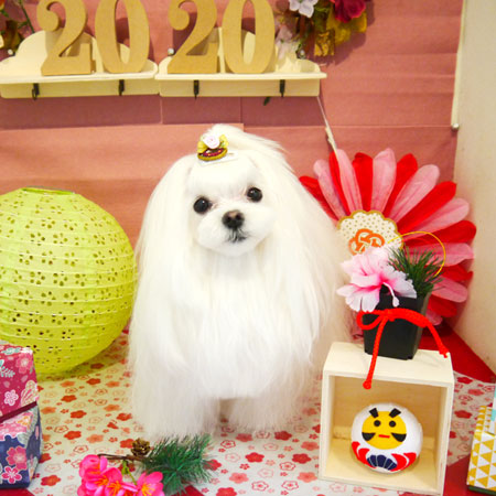 【本店】2019年01月12日のワンちゃん達♪