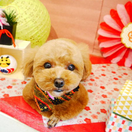 【本店】2019年1月13日のワンちゃん達♪