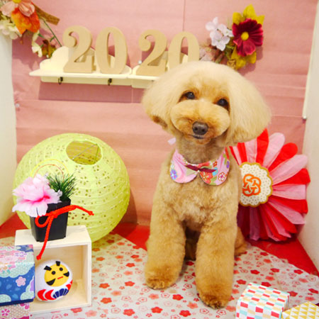 【本店】2019年01月15日のワンちゃん達♪