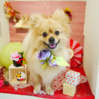 【本店】2020年01月16日のワンちゃん達♪