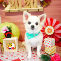 【本店】2019年01月17日のワンちゃん達♪