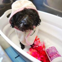 【本店】2019年01月18日のワンちゃん達♪