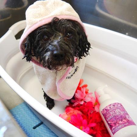 【本店】2019年01月18日のワンちゃん達♪