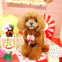 【本店】2019年01月19日のワンちゃん達♪