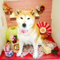 【本店】2020年1月22日のワンちゃん達♪