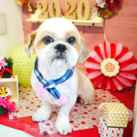 【本店】2020年1月24日のワンちゃん達♪