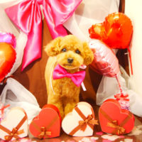 【本店】2020年1月25日のワンちゃん達♪