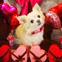 【本店】2020年1月26日のワンちゃん達♪