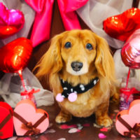 【本店】2020年1月27日のワンちゃん達♪