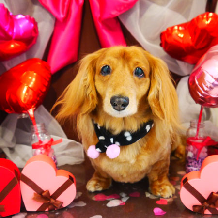 【本店】2020年1月27日のワンちゃん達♪