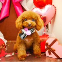 【本店】2020年1月29日のワンちゃん達♪