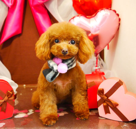 【本店】2020年1月29日のワンちゃん達♪