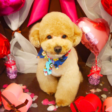 【本店】2020年1月30日のワンちゃん達♪