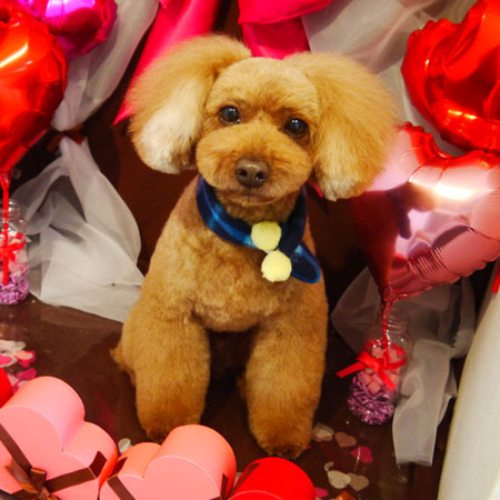 【本店】2020年1月31日のワンちゃん達♪