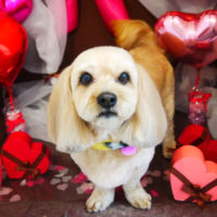 【本店】2020年2月3日のワンちゃん達♪