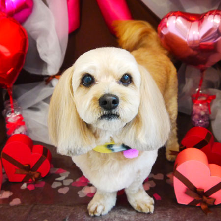 【本店】2020年2月3日のワンちゃん達♪