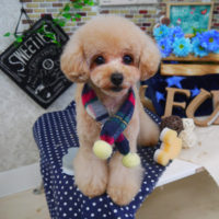 【山手店】2020年1月9日のワンちゃん達♪