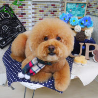 【山手店】2020年1月10日のワンちゃん達♪