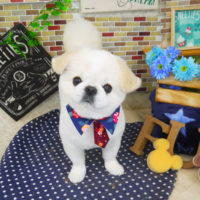 【山手店】2020年1月11日のワンちゃん達♪