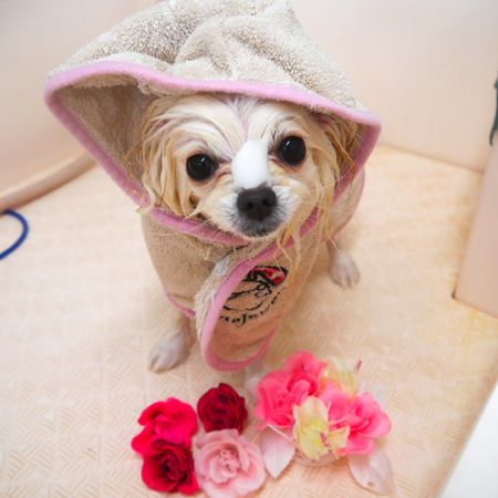 【山手店】2020年1月12日のワンちゃん達♪